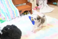 Little Phil, a male Morkie and Mal Shi for sale in Baxter Springs, KS – 5 of 10
