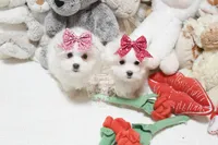 Gwendolyn, a female Maltese for sale in Baxter Springs, KS – Photo 8 of 10