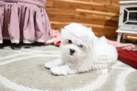 Gwendolyn, a female Maltese for sale in Baxter Springs, KS – Photo 1 of 10