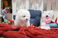 Gwendolyn, a female Maltese for sale in Baxter Springs, KS – Photo 4 of 10