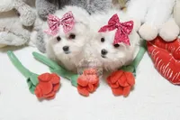 Gwendolyn, a female Maltese for sale in Baxter Springs, KS – Photo 10 of 10