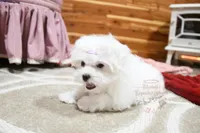 Gwendolyn, a female Maltese for sale in Baxter Springs, KS – Photo 2 of 10