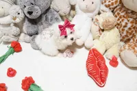 Gwendolyn, a female Maltese for sale in Baxter Springs, KS – Photo 7 of 10