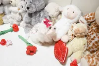 Gwendolyn, a female Maltese for sale in Baxter Springs, KS – Photo 9 of 10