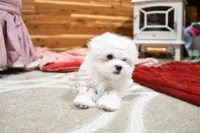 Gwendolyn, a female Maltese for sale in Baxter Springs, KS – Photo 5 of 10