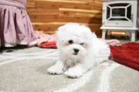 Gwendolyn, a female Maltese for sale in Baxter Springs, KS – Photo 3 of 10