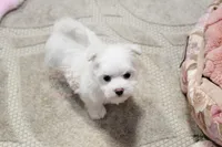 Sweetums, a male Maltese for sale in Baxter Springs, KS – 6 of 10