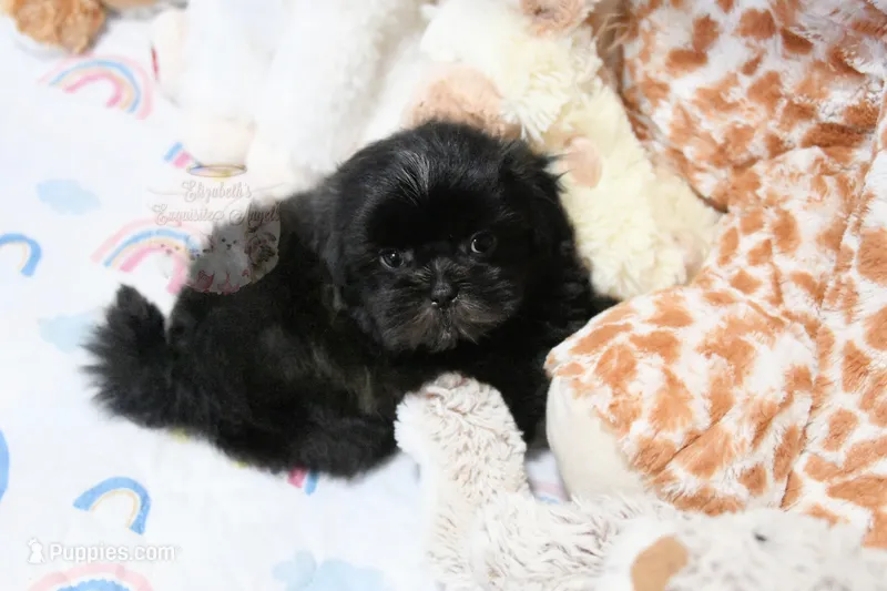 Dakota – Mal Shi puppy for sale in Baxter Springs, KS