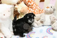 Pickles, a male Morkie and Mal Shi for sale in Baxter Springs, KS – 6 of 10