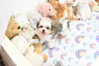 Little Phil, a male Morkie and Mal Shi for sale in Baxter Springs, KS – 3 of 10