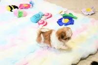 Chocolate Peony, a female Shih Tzu for sale in Baxter Springs, KS – 9 of 10