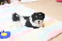 Chucky, a male Morkie and Mal Shi for sale in Baxter Springs, KS – 2 of 10