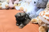 Tiny Minnie, a female Shih Tzu for sale in Baxter Springs, KS – 3 of 10