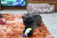 Tiny Minnie, a female Shih Tzu for sale in Baxter Springs, KS – 4 of 10