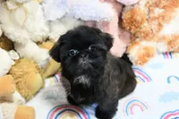 Stunning Sage, a male Shih Tzu for sale in Baxter Springs, KS – 3 of 10