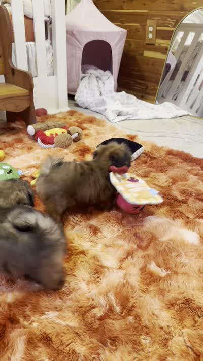 Tiny Mickey, a male Shih Tzu for sale in Baxter Springs, KS – 10 of 10