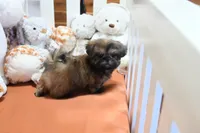 Tiny Mickey, a male Shih Tzu for sale in Baxter Springs, KS – 5 of 10