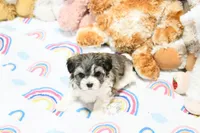 Lil, a female Morkie and Mal Shi for sale in Baxter Springs, KS – 4 of 10