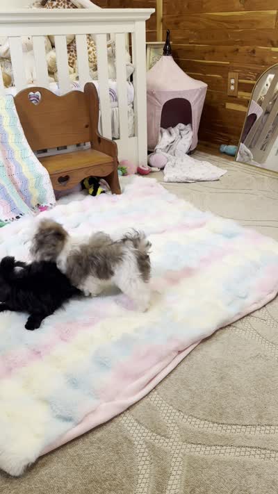 Chucky, a male Morkie and Mal Shi for sale in Baxter Springs, KS – 10 of 10