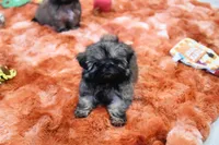 Tiny Minnie, a female Shih Tzu for sale in Baxter Springs, KS – 9 of 10
