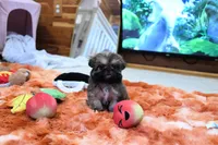 Tiny Mickey, a male Shih Tzu for sale in Baxter Springs, KS – 9 of 10