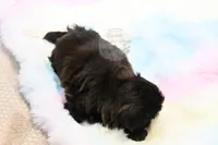 Stunning Sage, a male Shih Tzu for sale in Baxter Springs, KS – 5 of 10