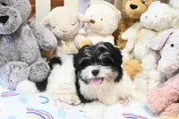 Chucky, a male Morkie and Mal Shi for sale in Baxter Springs, KS – 5 of 10