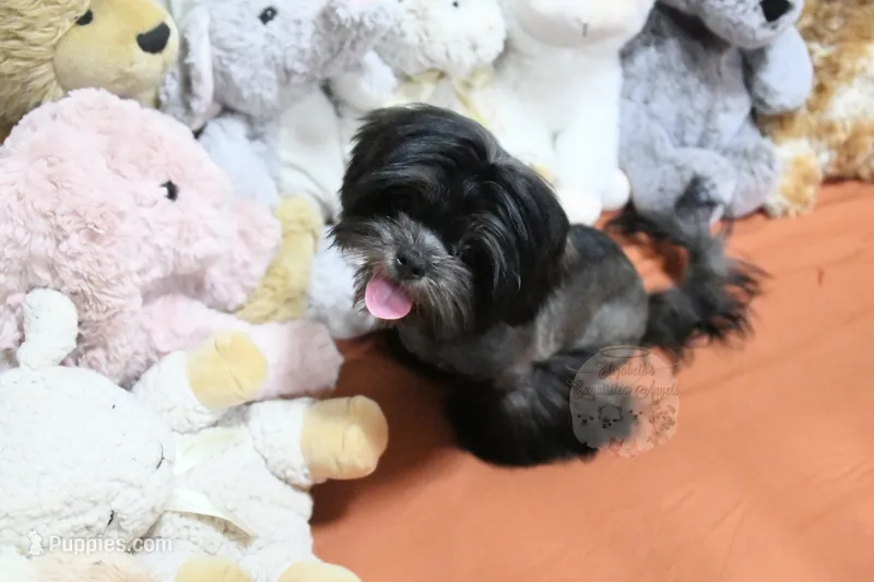 Dakota – Mal Shi puppy for sale in Baxter Springs, KS
