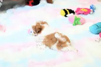 Chocolate Peony, a female Shih Tzu for sale in Baxter Springs, KS – 4 of 10