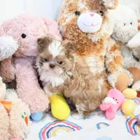 Stunning Arrow, a male Shih Tzu for sale in Baxter Springs, KS – Photo 10 of 10