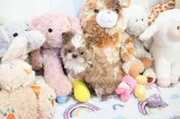 Stunning Arrow, a male Shih Tzu for sale in Baxter Springs, KS – Photo 10 of 10