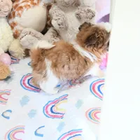 Stunning Arrow, a male Shih Tzu for sale in Baxter Springs, KS – Photo 4 of 10