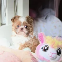 Stunning Arrow, a male Shih Tzu for sale in Baxter Springs, KS – Photo 1 of 10