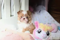 Stunning Arrow, a male Shih Tzu for sale in Baxter Springs, KS – Photo 1 of 10