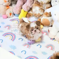 Stunning Arrow, a male Shih Tzu for sale in Baxter Springs, KS – Photo 2 of 10