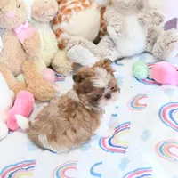 Stunning Arrow, a male Shih Tzu for sale in Baxter Springs, KS – Photo 3 of 10