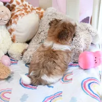 Stunning Arrow, a male Shih Tzu for sale in Baxter Springs, KS – Photo 8 of 10