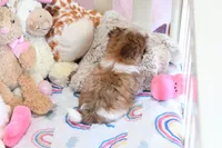 Stunning Arrow, a male Shih Tzu for sale in Baxter Springs, KS – Photo 8 of 10