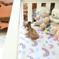 Stunning Arrow, a male Shih Tzu for sale in Baxter Springs, KS – Photo 5 of 10