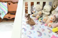 Stunning Arrow, a male Shih Tzu for sale in Baxter Springs, KS – Photo 5 of 10