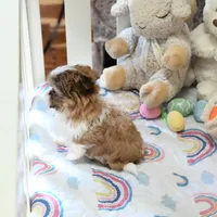 Stunning Arrow, a male Shih Tzu for sale in Baxter Springs, KS – Photo 6 of 10