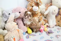 Stunning Arrow, a male Shih Tzu for sale in Baxter Springs, KS – Photo 9 of 10