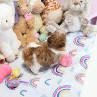 Stunning Arrow, a male Shih Tzu for sale in Baxter Springs, KS – Photo 7 of 10