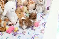 Stunning Arrow, a male Shih Tzu for sale in Baxter Springs, KS – Photo 7 of 10