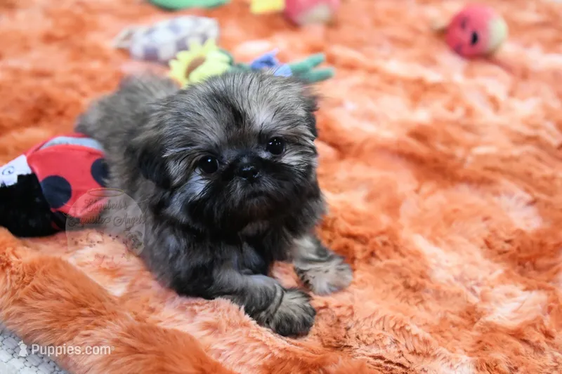 Tiny Minnie – Shih Tzu puppy for sale in Baxter Springs, KS