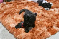 Dakota, a male Mal Shi for sale in Baxter Springs, KS – 4 of 10