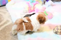 Chocolate Peony, a female Shih Tzu for sale in Baxter Springs, KS – 8 of 10