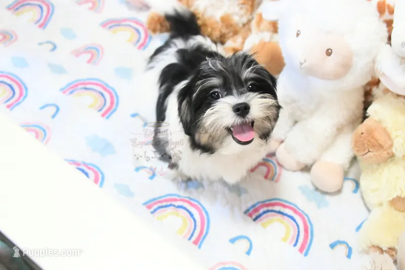 Chucky – Morkie, Mal Shi puppy for sale in Baxter Springs, KS
