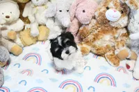 Chucky, a male Morkie and Mal Shi for sale in Baxter Springs, KS – 6 of 10