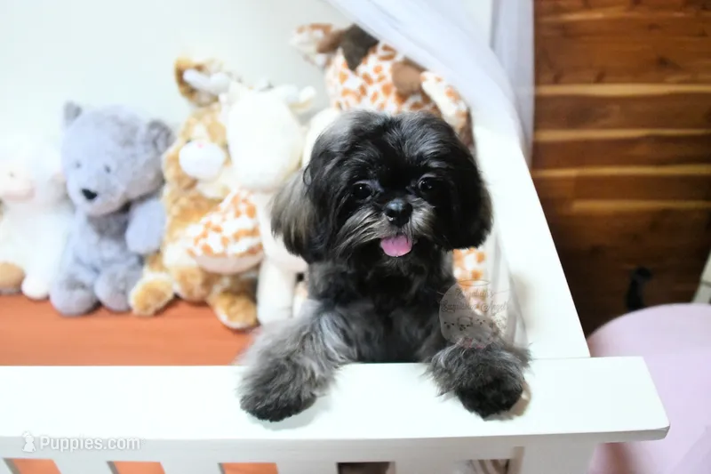 Stunning Sage – Shih Tzu puppy for sale in Baxter Springs, KS